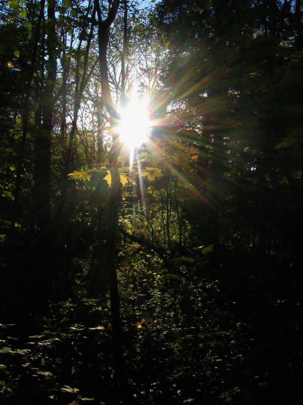 Forest Light