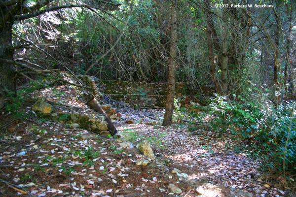 Forest litter