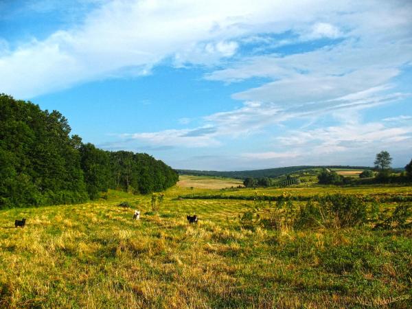 Forest near the field