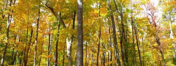 Forest of Trees