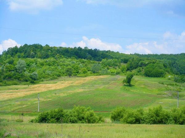 Forest on green hill