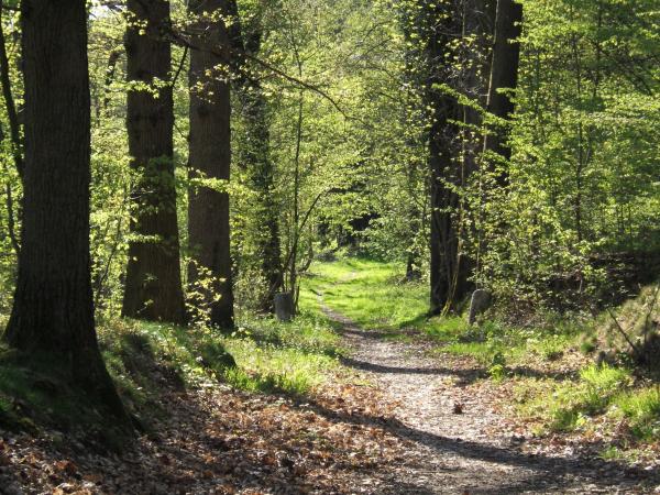 forest pathway