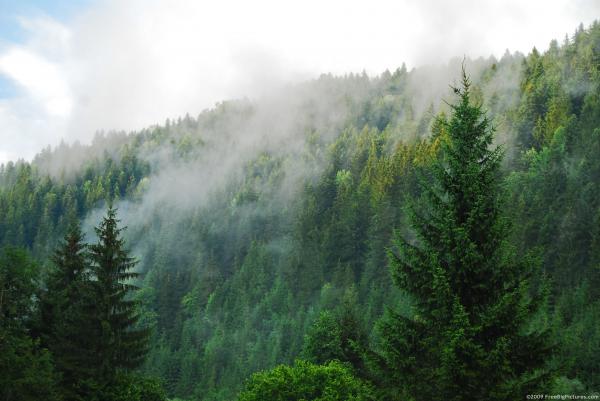 Forest Photo