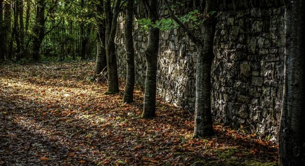 Forest Photo