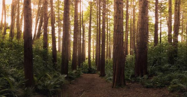 Forest Photo