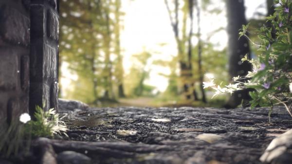 forest scene