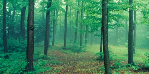 forest scene