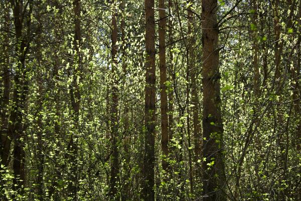 forest scene