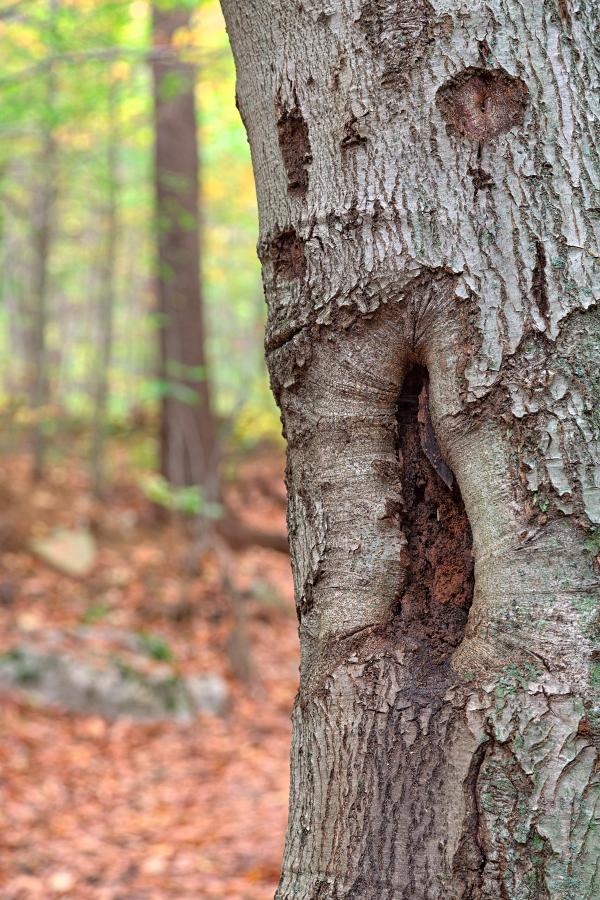Forest Scream - HDR