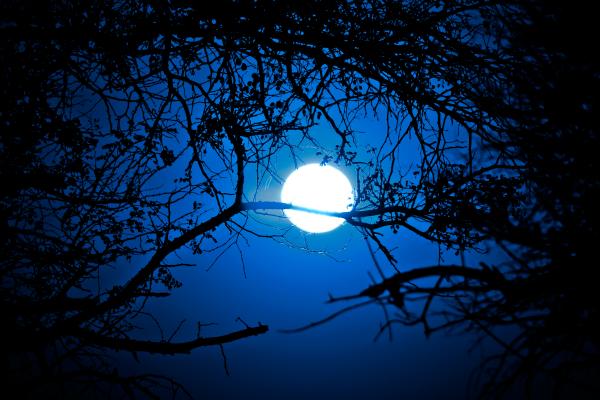 Forest Sunrise - Midnight Blue
