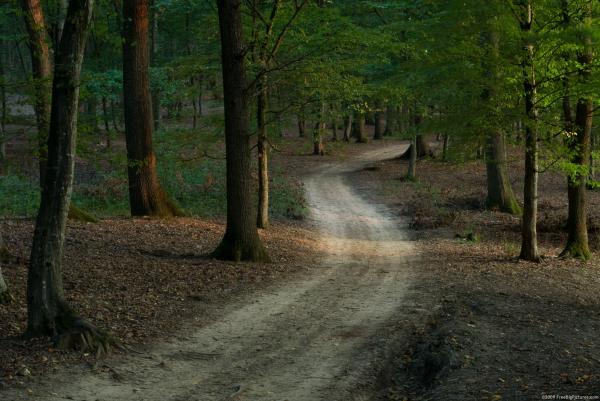 The Forest Trails
