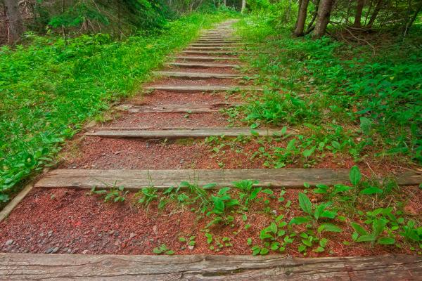 Forest Trail - HDR