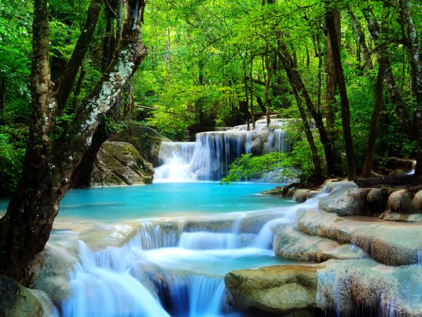 Forest Water Falls