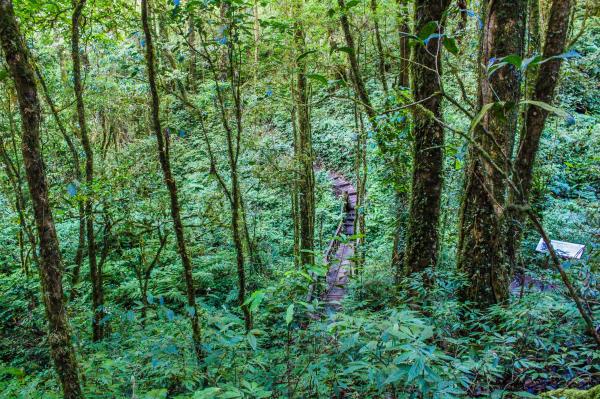 Forest With Green Plants and Trees