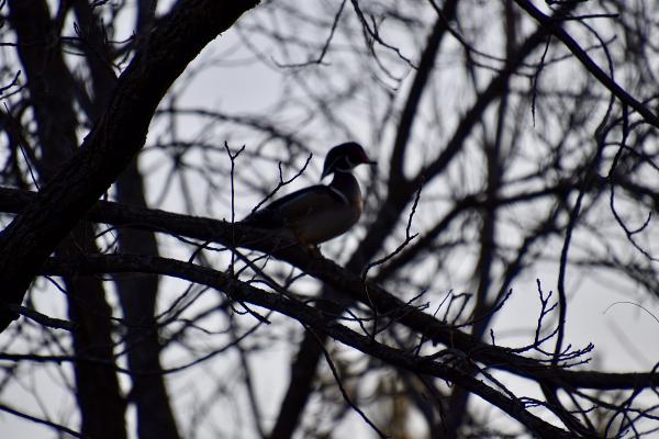 Forest with Wood duck