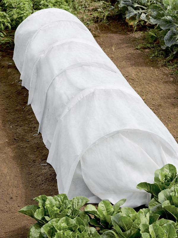 Forst Covered Plants