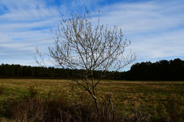 Forêt de Moulière - La Grosse Boussée (voir l'itinéraire sur : http://ansozour.free.fr/Enbalade.html)