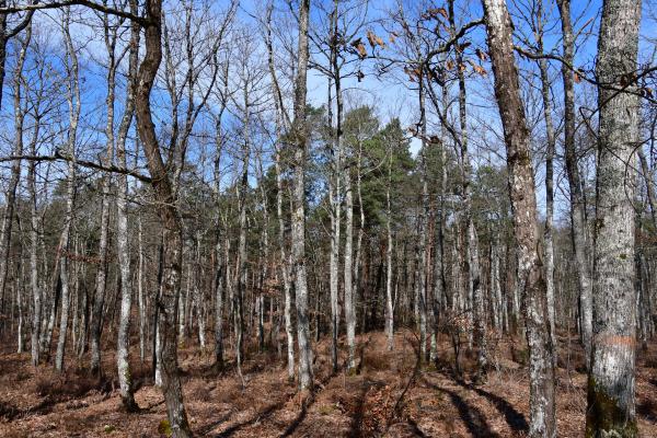 Forêt de Moulière - Les Renardières (voir l'itinéraire sur : http://ansozour.free.fr/Enbalade.html)
