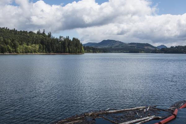 Foster Lake, Oregon, driftwood