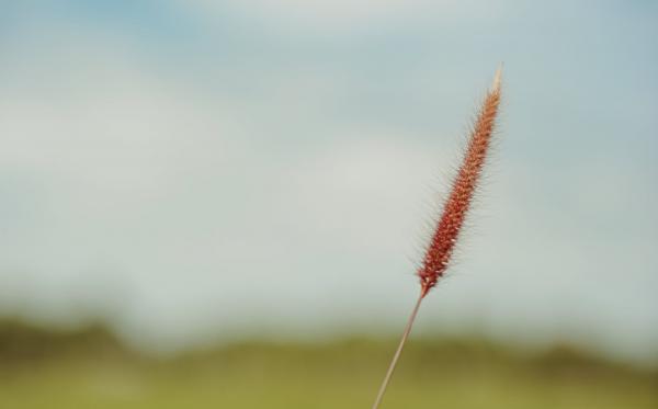Fountain Grass Selective-focus Photo