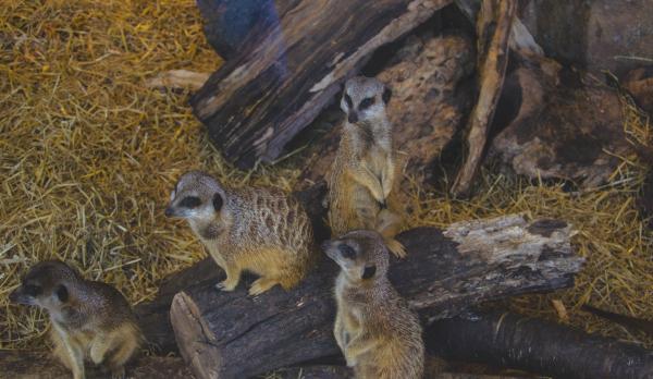 Four Brown-and-black Animals on Brown Chopped Tree Trunk