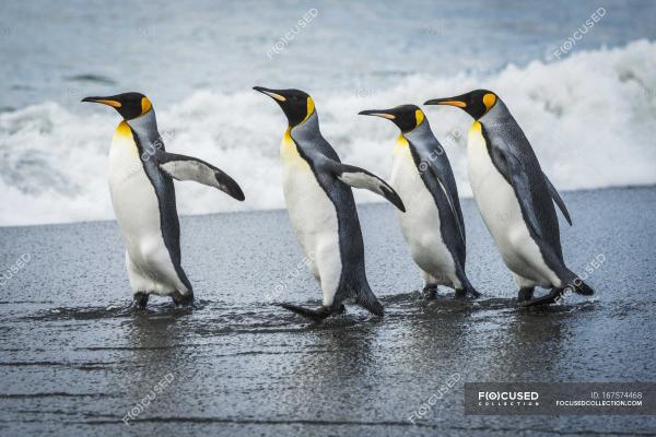 Four King Penguins