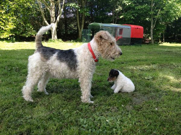 Fox terrier Dog