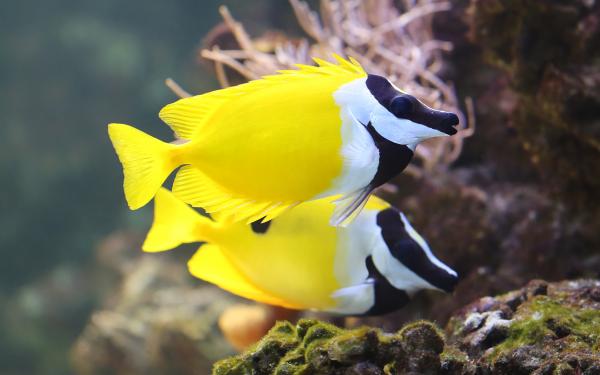 Foxface rabbit fish