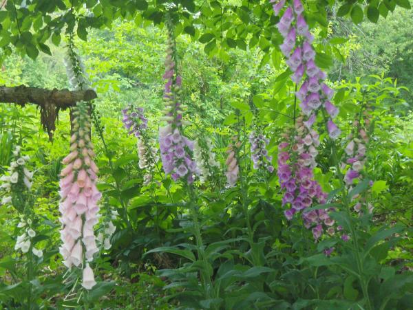 Foxgloves