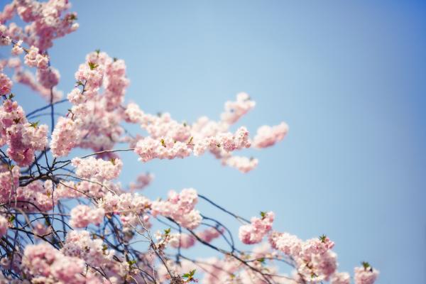 Fragrance