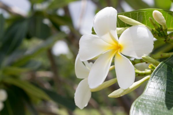 Frangipani Plumeria Spa Flower