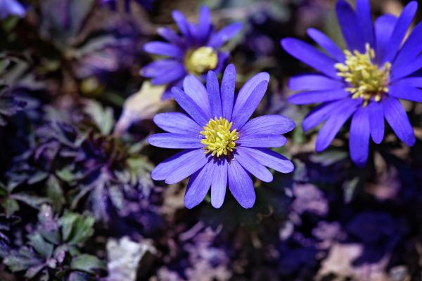 Fresh