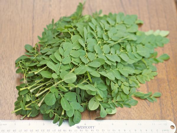 Fresh Leaves