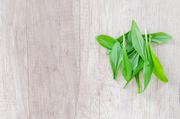 Fresh Bear Garlic on Wooden Table