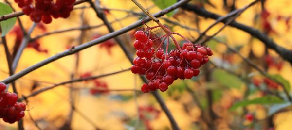 Fresh Berries