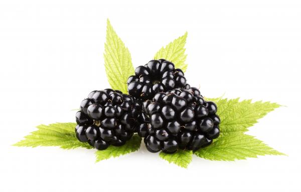 Fresh blackberry isolated on white