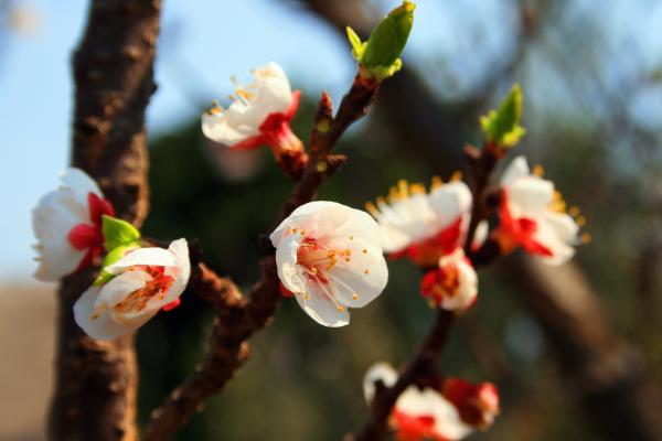 Fresh Blossoms