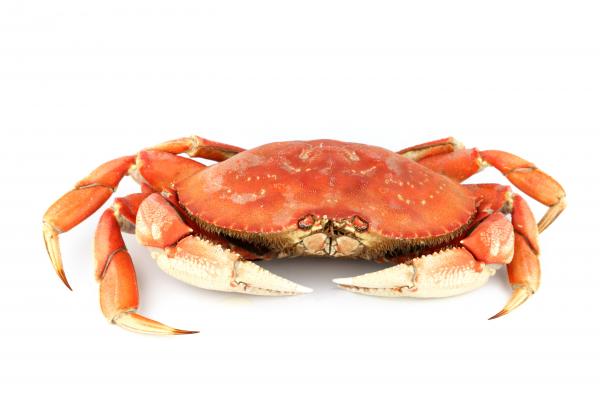 Fresh crab