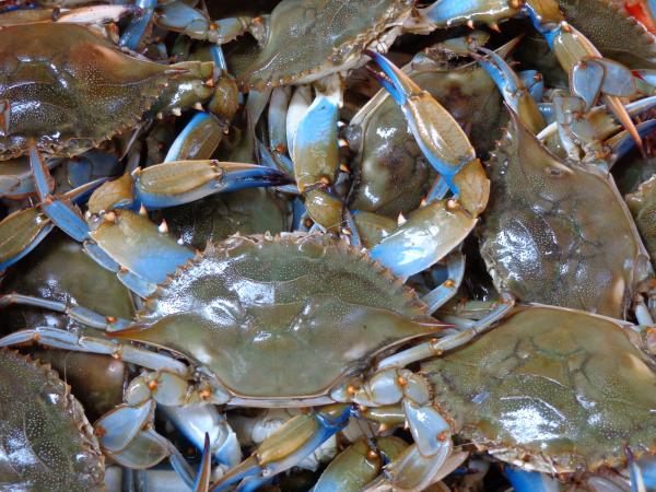 Fresh crabs