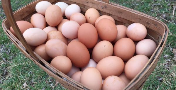 Fresh Eggs