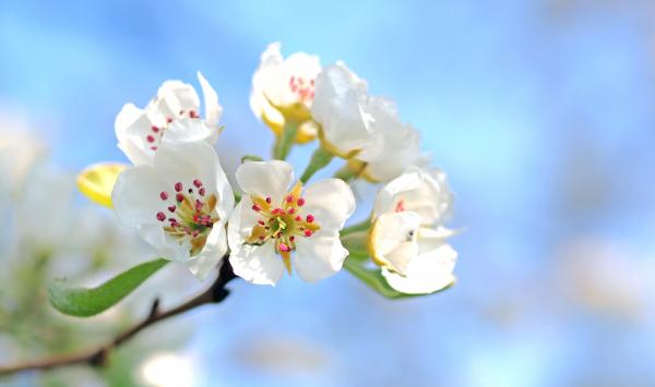 Fresh Flower