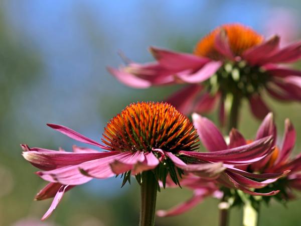 Fresh Flower