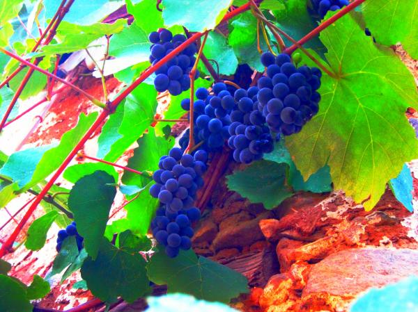Fresh Grapes