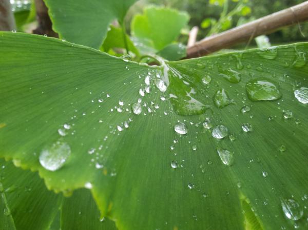 Fresh Green Leaf