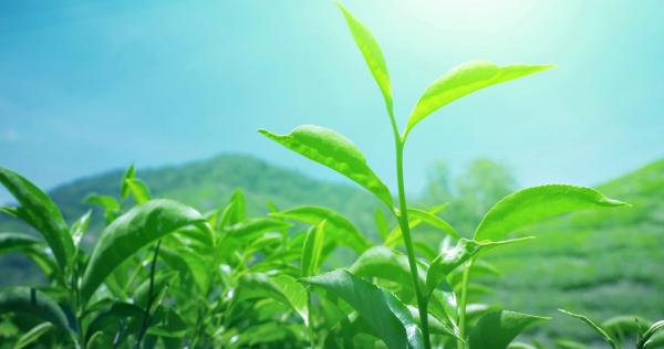 Green Tea Leaves