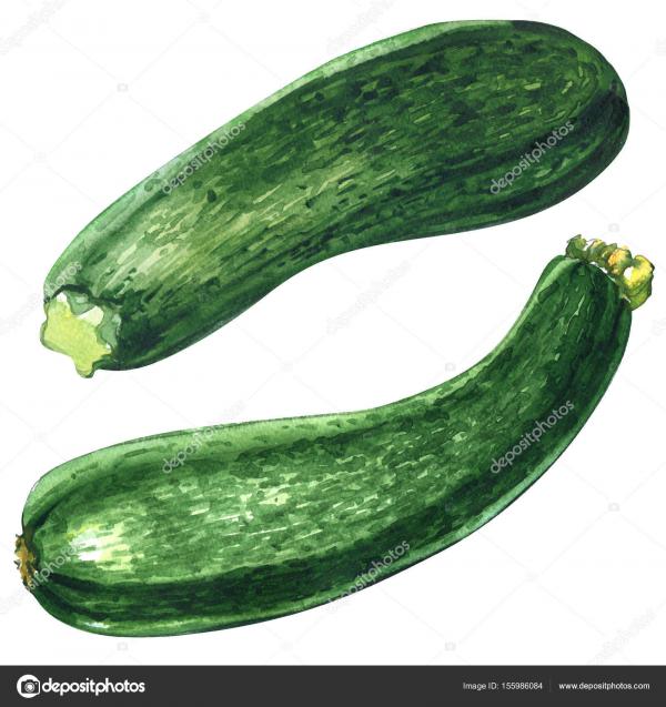Fresh green zucchini