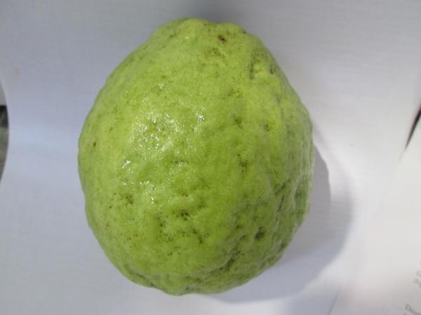Fresh Guava