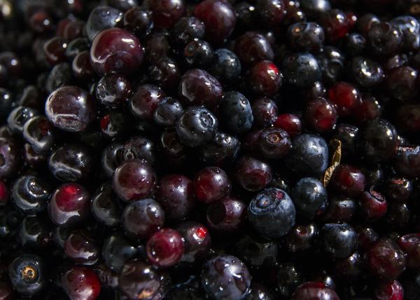 Fresh Huckleberries