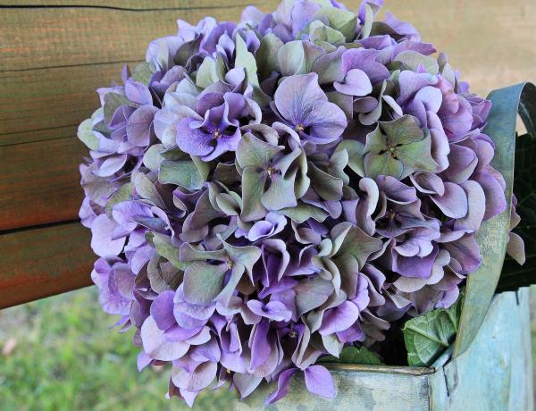 Fresh Hydrangea