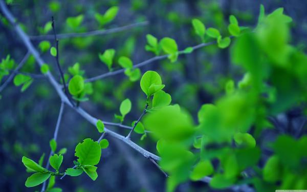 Fresh Leaves